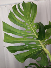 Monstera Green on Green XXL