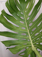 Monstera Green on Green XXL