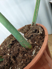Monstera Green on Green XXL