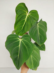 Philodendron Gloriosum