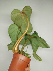Philodendron Gloriosum