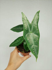 Alocasia Longiloba Silver