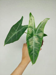 Alocasia Longiloba Silver