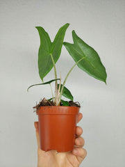 Alocasia Longiloba Silver