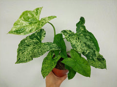Syngonium Mottled