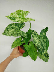 Syngonium Mottled