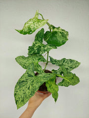 Syngonium Mottled