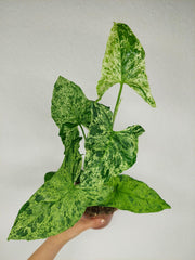 Syngonium Mottled