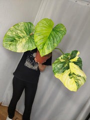 Philodendron Mamei Aurea Variegata
