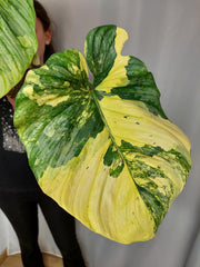Philodendron Mamei Aurea Variegata