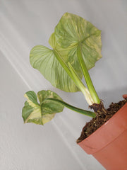 Philodendron Mamei Aurea Variegata