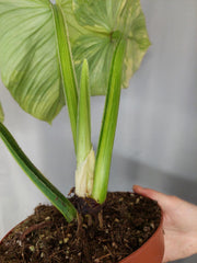 Philodendron Mamei Aurea Variegata