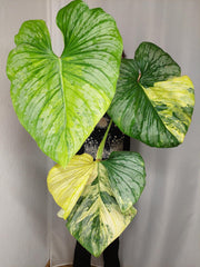 Philodendron Mamei Aurea Variegata