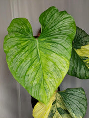 Philodendron Mamei Aurea Variegata