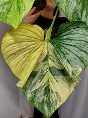 Philodendron Mamei Aurea Variegata
