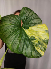 Philodendron Mamei Aurea Variegata