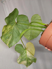 Philodendron Mamei Aurea Variegata