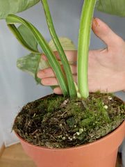 Philodendron Mamei Aurea Variegata