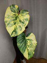 Philodendron Mamei Aurea Variegata