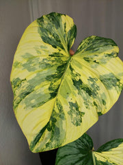 Philodendron Mamei Aurea Variegata
