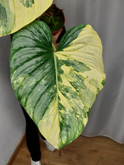 Philodendron Mamei Aurea Variegata