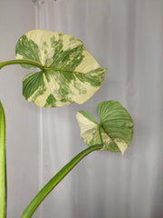 Philodendron Mamei Aurea Variegata