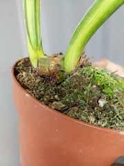 Philodendron Mamei Aurea Variegata