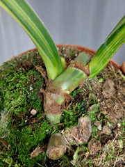 Philodendron Mamei Aurea Variegata
