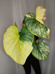 Philodendron Mamei Aurea Variegata