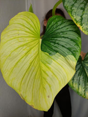 Philodendron Mamei Aurea Variegata