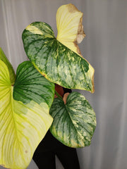 Philodendron Mamei Aurea Variegata