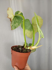 Philodendron Mamei Aurea Variegata