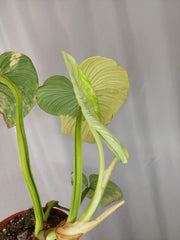 Philodendron Mamei Aurea Variegata