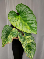 Philodendron Mamei Aurea Variegata
