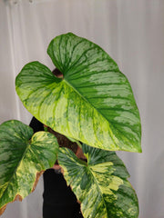 Philodendron Mamei Aurea Variegata