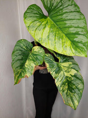 Philodendron Mamei Aurea Variegata