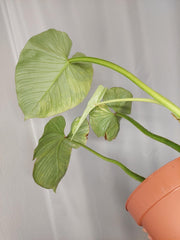 Philodendron Mamei Aurea Variegata