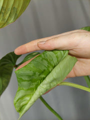 Philodendron Mamei Aurea Variegata