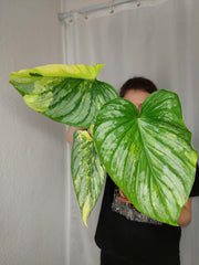 Philodendron Mamei Aurea Variegata
