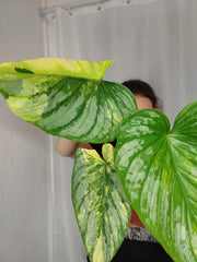 Philodendron Mamei Aurea Variegata