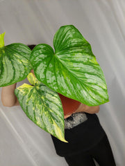Philodendron Mamei Aurea Variegata