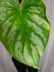 Philodendron Mamei Aurea Variegata