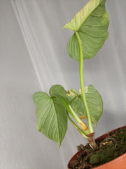 Philodendron Mamei Aurea Variegata