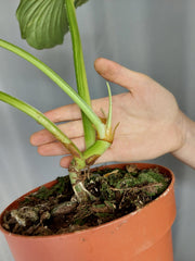 Philodendron Mamei Aurea Variegata