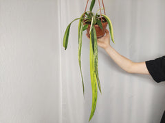 Anthurium Vittarifolium Aurea Variegata groß