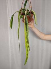 Anthurium Vittarifolium Aurea Variegata groß