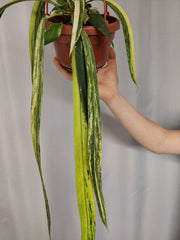 Anthurium Vittarifolium Aurea Variegata groß