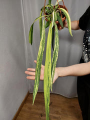Anthurium Vittarifolium Aurea Variegata groß