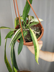 Anthurium Vittarifolium Aurea Variegata groß