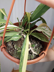 Anthurium Vittarifolium Aurea Variegata groß